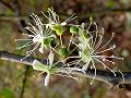 Round Leaf Caper